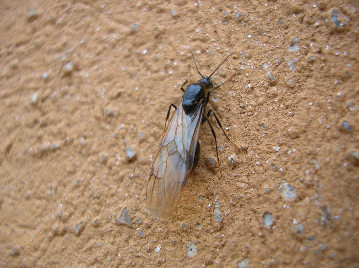 Formica alata: probabile maschio di Messor sp.
